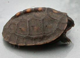Eastern Box Turtle